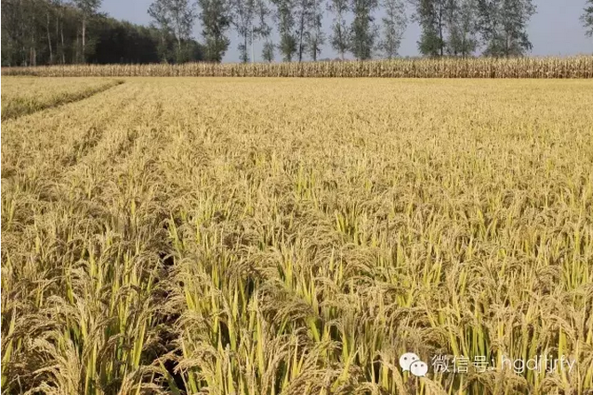 哈爾濱工大集團沈陽津瑞肥業(yè)有限公司