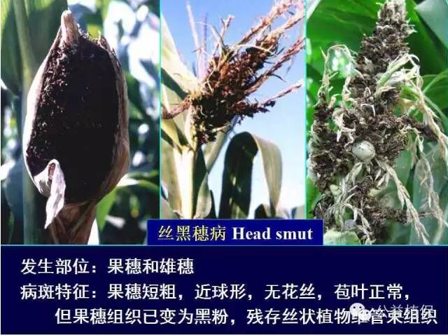 最全的玉米病害圖譜，看完后自己當專家！！